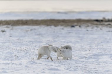 İki genç kutup tilkisi kış vakti Wilde Tundra 'da oynuyorlar..