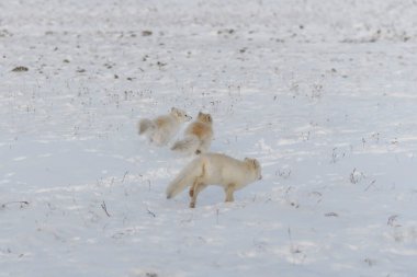 İki genç kutup tilkisi kış vakti Wilde Tundra 'da oynuyorlar..