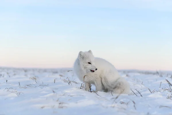 Zorro Ártico Vulpes Lagopus Tundra Salvaje Blanco Ártico Zorro Sentado —  Fotos de Stock