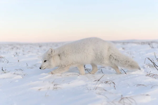 Arctische Vos Vulpes Lagopus Winter Siberische Toendra Met Industriële Achtergrond — Stockfoto