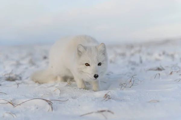 Arctische Vos Vulpes Lagopus Winter Siberische Toendra Met Industriële Achtergrond — Stockfoto