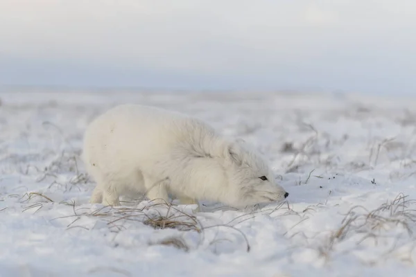 Rctische Vos Vulpes Lagopus Wilde Toendra Arctische Vos Ligt — Stockfoto