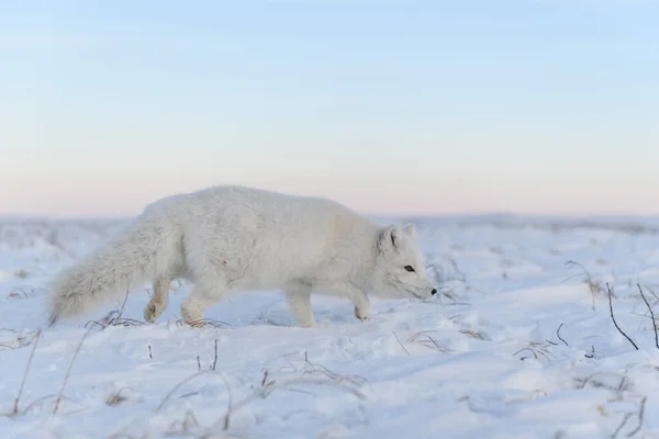 Raposa Ártica Vulpes Lagopus Tempo Inverno Tundra Siberiana Com Fundo — Fotografia de Stock