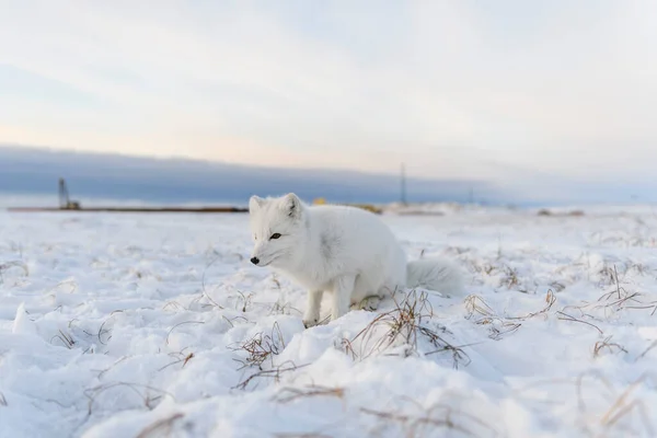 Sarkvidéki Róka Vulpes Lagopus Télen Szibériai Tundrán Ipari Háttérrel — Stock Fotó