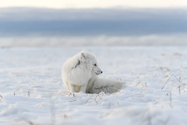 Lisa Rudego Vulpes Lagopus Dzikiej Tundrze Leżący Lis Polarny — Zdjęcie stockowe