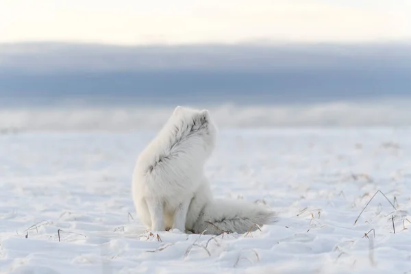 Арктическая Лиса Vulpes Lagopus Зимнее Время Сибирской Тундре Промышленным Прошлым — стоковое фото