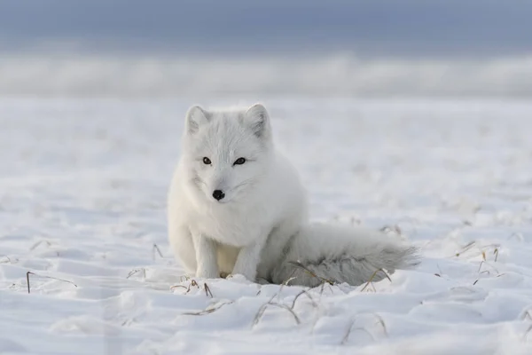 Arctic Fox Vulpes Lagopus Wilde Tundra Renard Arctique Blanc Assis — Photo