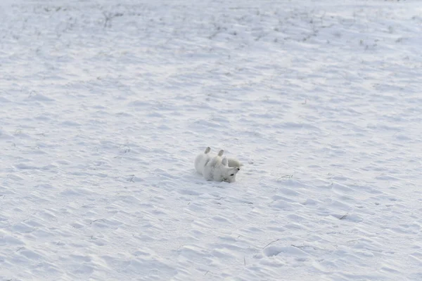 Lis Arktyczny Vulpes Lagopus Okresie Zimowym Tundrze Syberyjskiej Tłem Przemysłowym — Zdjęcie stockowe