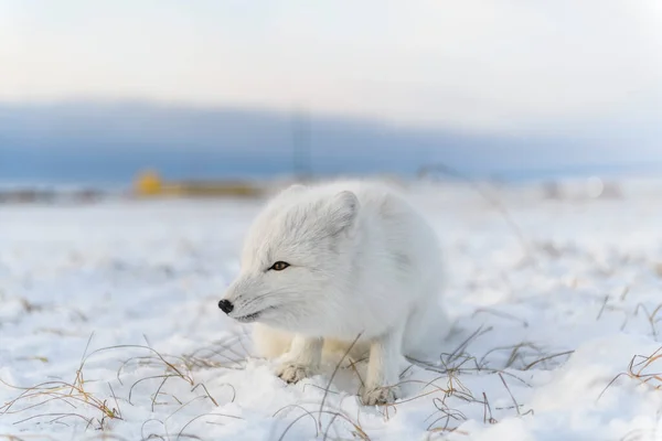 Rctic Fox Vulpes Lagopus Στην Wilde Tundra Αρκτική Αλεπού — Φωτογραφία Αρχείου