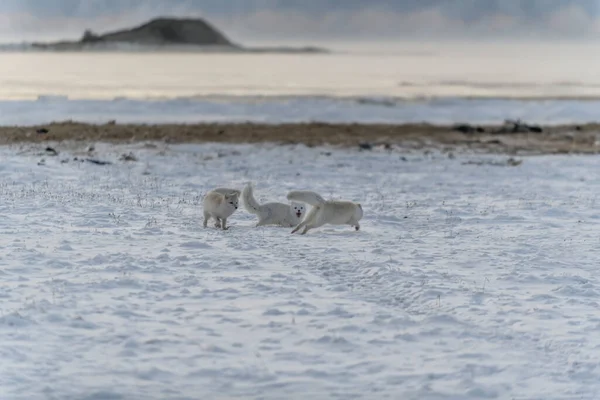 Duas Jovens Raposas Árticas Brincando Tundra Selvagem Com Fundo Industrial — Fotografia de Stock