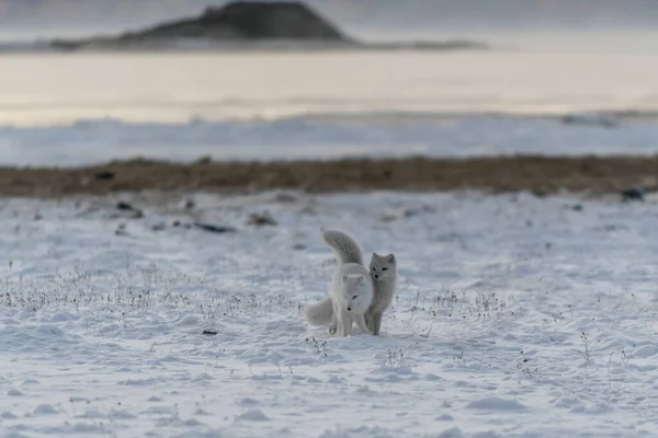 Two Young Arctic Foxes Playing Wilde Tundra Industrial Background — 스톡 사진