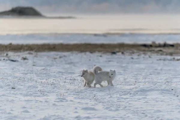 Duas Jovens Raposas Árticas Brincando Tundra Selvagem Com Fundo Industrial — Fotografia de Stock