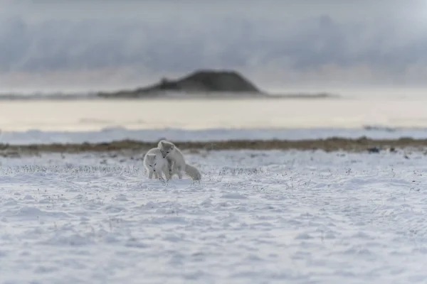 Dos Jóvenes Zorros Árticos Jugando Tundra Salvaje Con Fondo Industrial — Foto de Stock