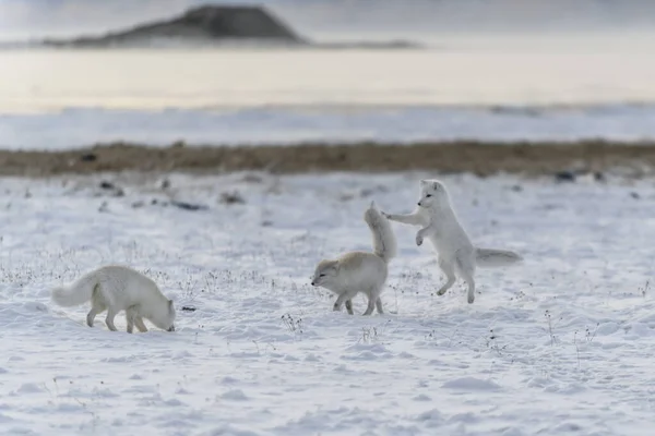 Duas Raposas Árticas Jovens Brincando Tundra Selvagem Inverno — Fotografia de Stock