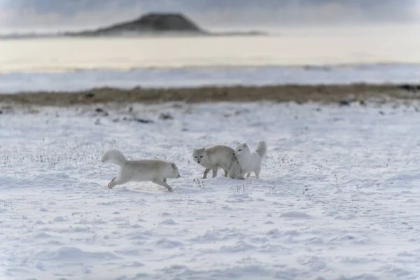 Две Молодые Арктические Лисы Играют Дикой Тундре Зимой — стоковое фото