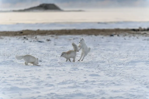 Genç Kutup Tilkisi Kış Vakti Wilde Tundra Oynuyorlar — Stok fotoğraf