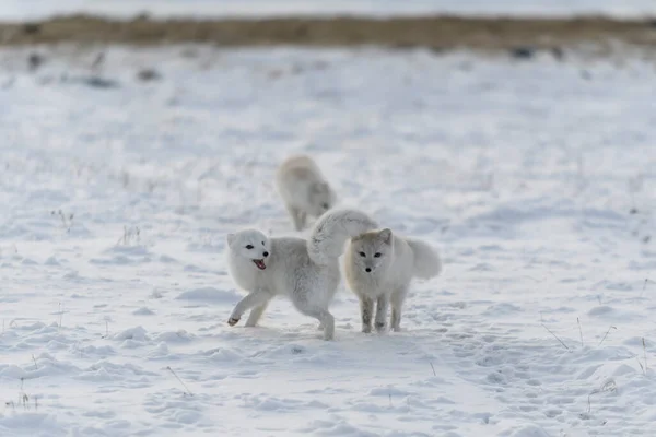 Δύο Νεαρές Αρκτικές Αλεπούδες Παίζουν Στην Άγρια Τούνδρα Χειμώνα — Φωτογραφία Αρχείου