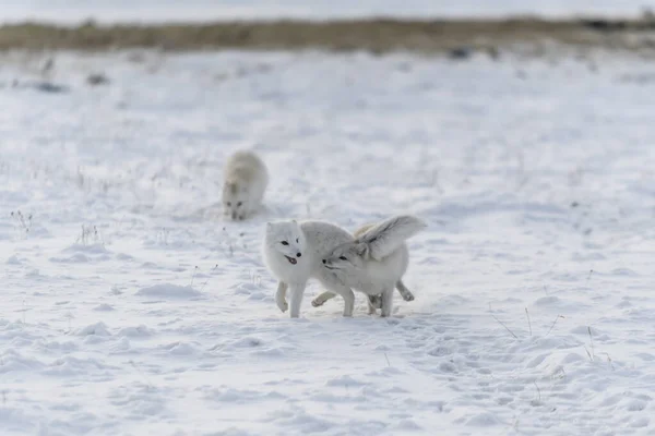 Duas Raposas Árticas Jovens Brincando Tundra Selvagem Inverno — Fotografia de Stock