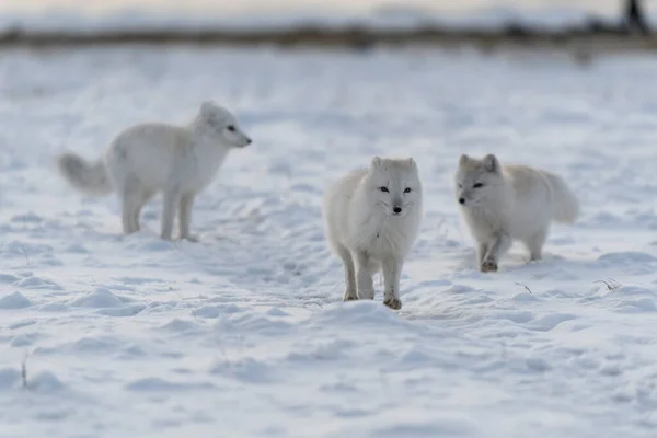 Deux Jeunes Renards Arctiques Jouant Dans Toundra Sauvage Hiver — Photo