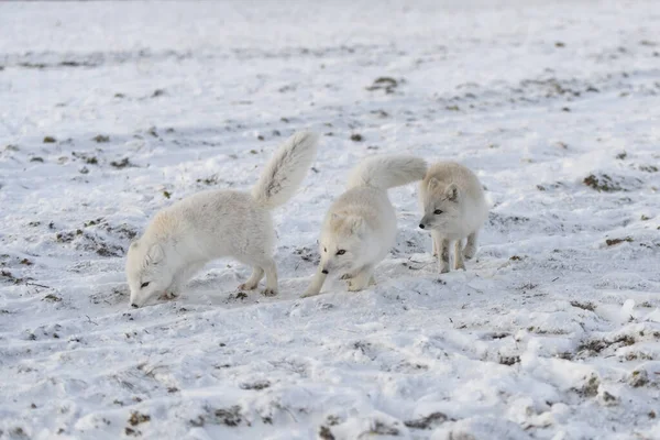 Deux Jeunes Renards Arctiques Jouant Dans Toundra Sauvage Hiver — Photo