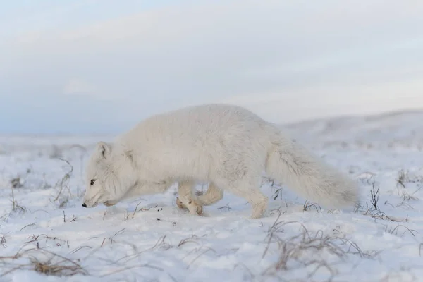 Polarfuchs Vulpes Lagopus Winter Der Sibirischen Tundra Mit Industriellem Hintergrund — Stockfoto