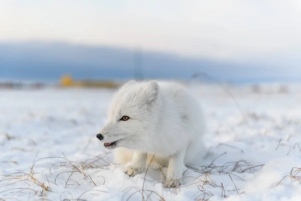 北极狐 Vulpes Lagopus 在荒原冻原 北极狐狸躺在地上 — 图库照片