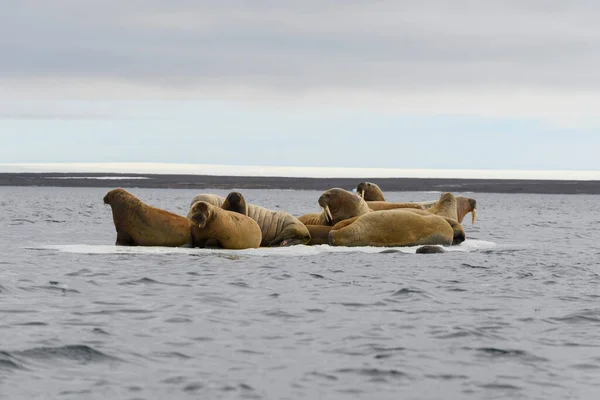 Gruppo Tricheco Adagiato Ghiacciaio Nel Mar Glaciale Artico — Foto Stock