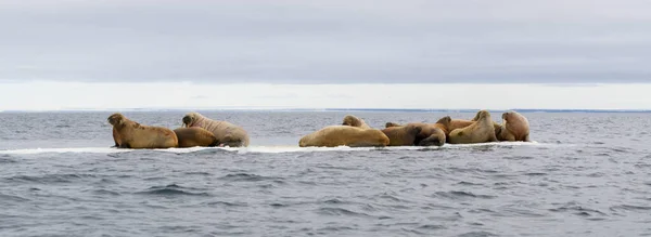 Grupo Morsas Descansando Sobre Hielo Mar Ártico —  Fotos de Stock
