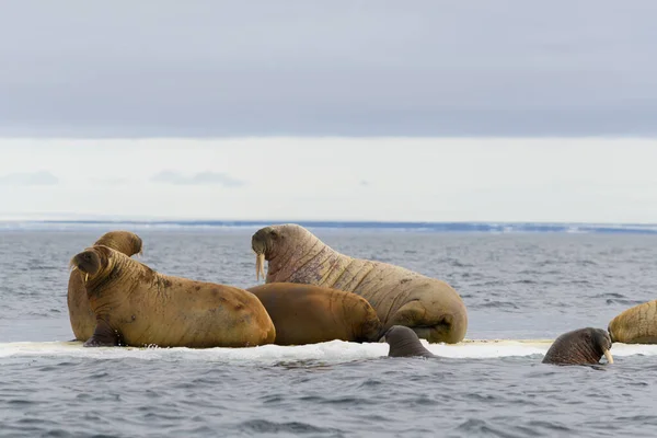 在北冰洋浮冰上休息的海象群 — 图库照片