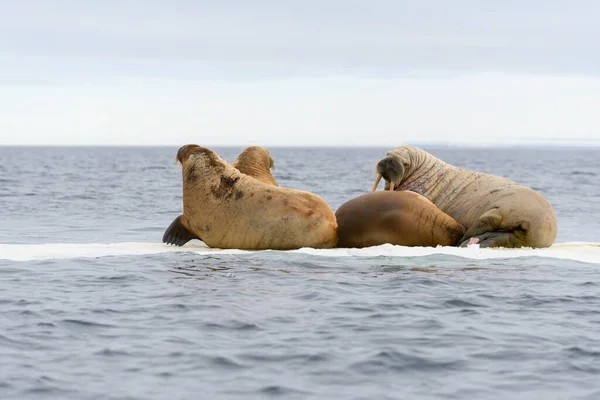 Grupo Morsas Descansando Gelo Mar Ártico — Fotografia de Stock