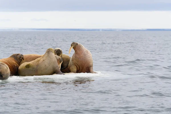 Grupa Morsów Spoczywających Krze Lodowej Morzu Arktycznym — Zdjęcie stockowe