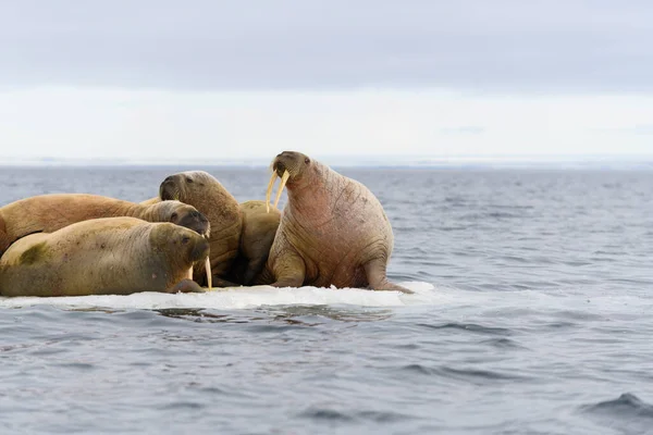 Grupo Morsas Descansando Sobre Hielo Mar Ártico —  Fotos de Stock