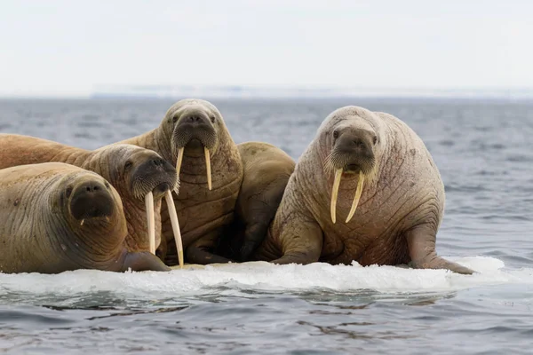 Grupo Morsas Descansando Gelo Mar Ártico — Fotografia de Stock