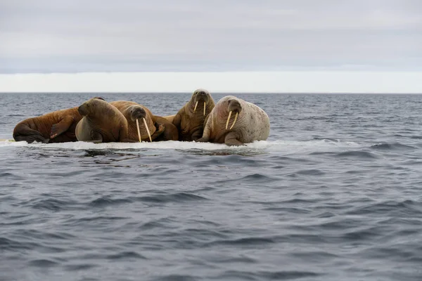 Grupo Morsas Descansando Gelo Mar Ártico — Fotografia de Stock