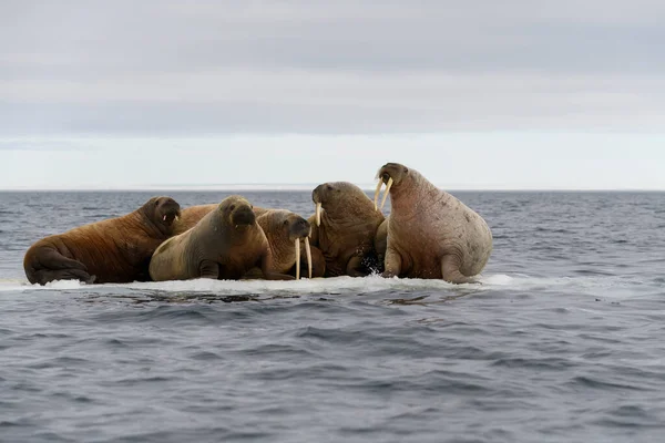 Grupo Morsas Descansando Gelo Mar Ártico — Fotografia de Stock