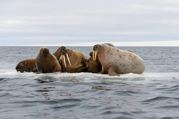 Grupo Morsas Descansando Gelo Mar Ártico — Fotografia de Stock