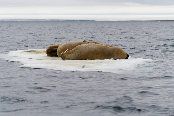 바다에 떠다니는 바다코끼리 — 스톡 사진
