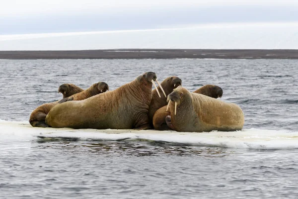 Grupo Morsas Descansando Sobre Hielo Mar Ártico —  Fotos de Stock