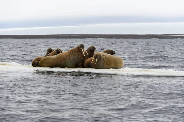 stock image Group of walrus resting on ice floe in Arctic sea.