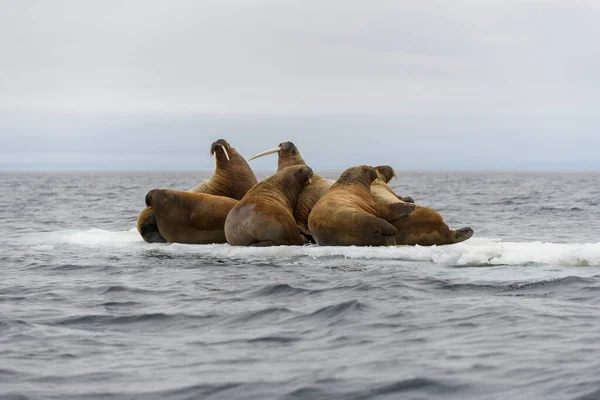 Familia Morsa Acostada Témpano Hielo Paisaje Ártico — Foto de Stock
