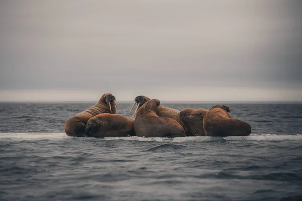 Familia Morsa Acostada Témpano Hielo Paisaje Ártico —  Fotos de Stock