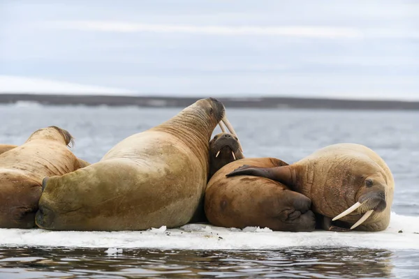 Walrossgruppe Ruht Auf Eisscholle Arktischen Meer — Stockfoto