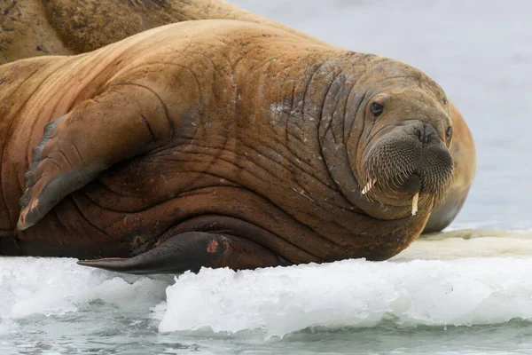 Walrus Ligt Ijsschots Walrus Kop Dicht — Stockfoto