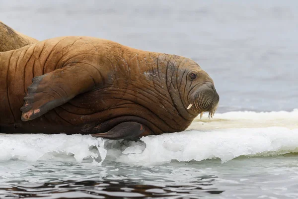 Walross Liegt Auf Der Eisscholle Walrosskopf Aus Nächster Nähe — Stockfoto