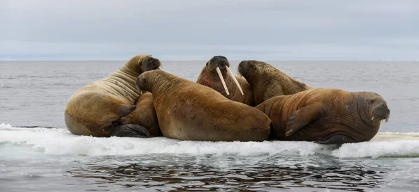 Grupa Morsów Spoczywających Krze Lodowej Morzu Arktycznym — Zdjęcie stockowe