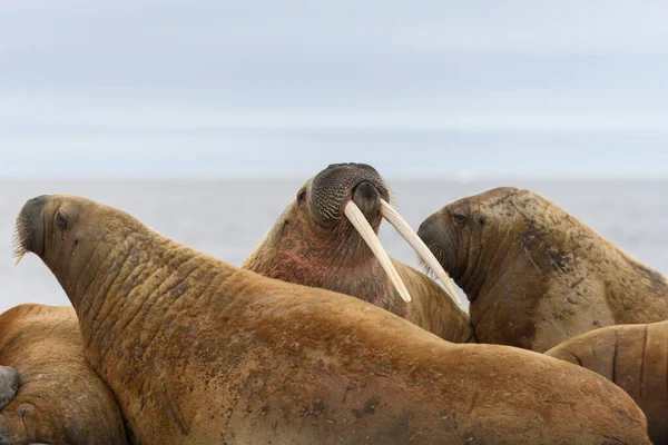 Walrossgruppe Ruht Auf Eisscholle Arktischen Meer — Stockfoto