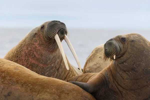 Walross Liegt Auf Der Eisscholle Walrosskopf Aus Nächster Nähe — Stockfoto