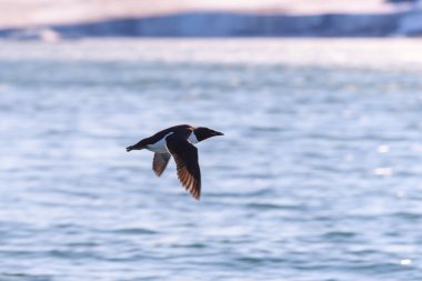 Guillemot - Franz Jozef Adaları takımadalarında doğal yaşam alanında kutup kuşu.