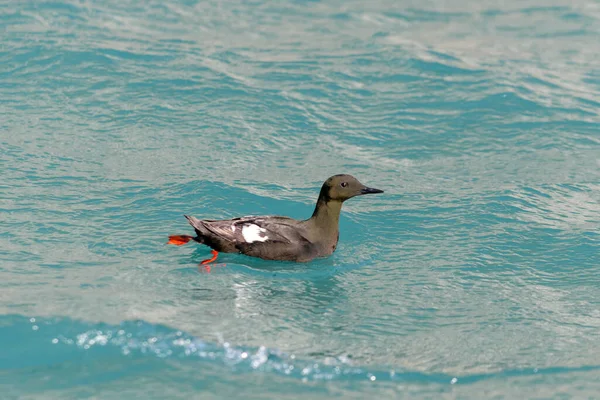 Guillemot Preto Cepphus Grylle Ave Ártica Habitat Natural Arquipélago Franz — Fotografia de Stock