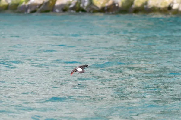 Guillemot Preto Cepphus Grylle Ave Ártica Habitat Natural Arquipélago Franz — Fotografia de Stock